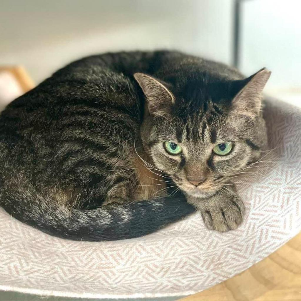 Enlarge Nimmi, a Adoptable Domestic Short Hair in Sarasota, FL image 5/6