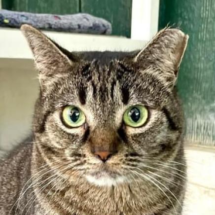 Enlarge Nimmi, a Adoptable Domestic Short Hair in Sarasota, FL image 6/6