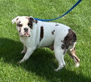 Enlarge COCO (ohiosdrescue@gmail.com), a ADOPTABLE Bulldog in Rossford, OH image 5/5