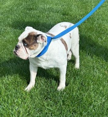 Enlarge COCO (ohiosdrescue@gmail.com), a ADOPTABLE Bulldog in Rossford, OH image 4/5