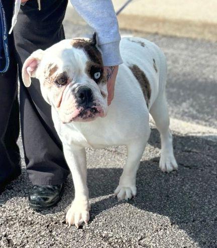 COCO (ohiosdrescue@gmail.com), ADOPTABLE, Adult Female Bulldog.