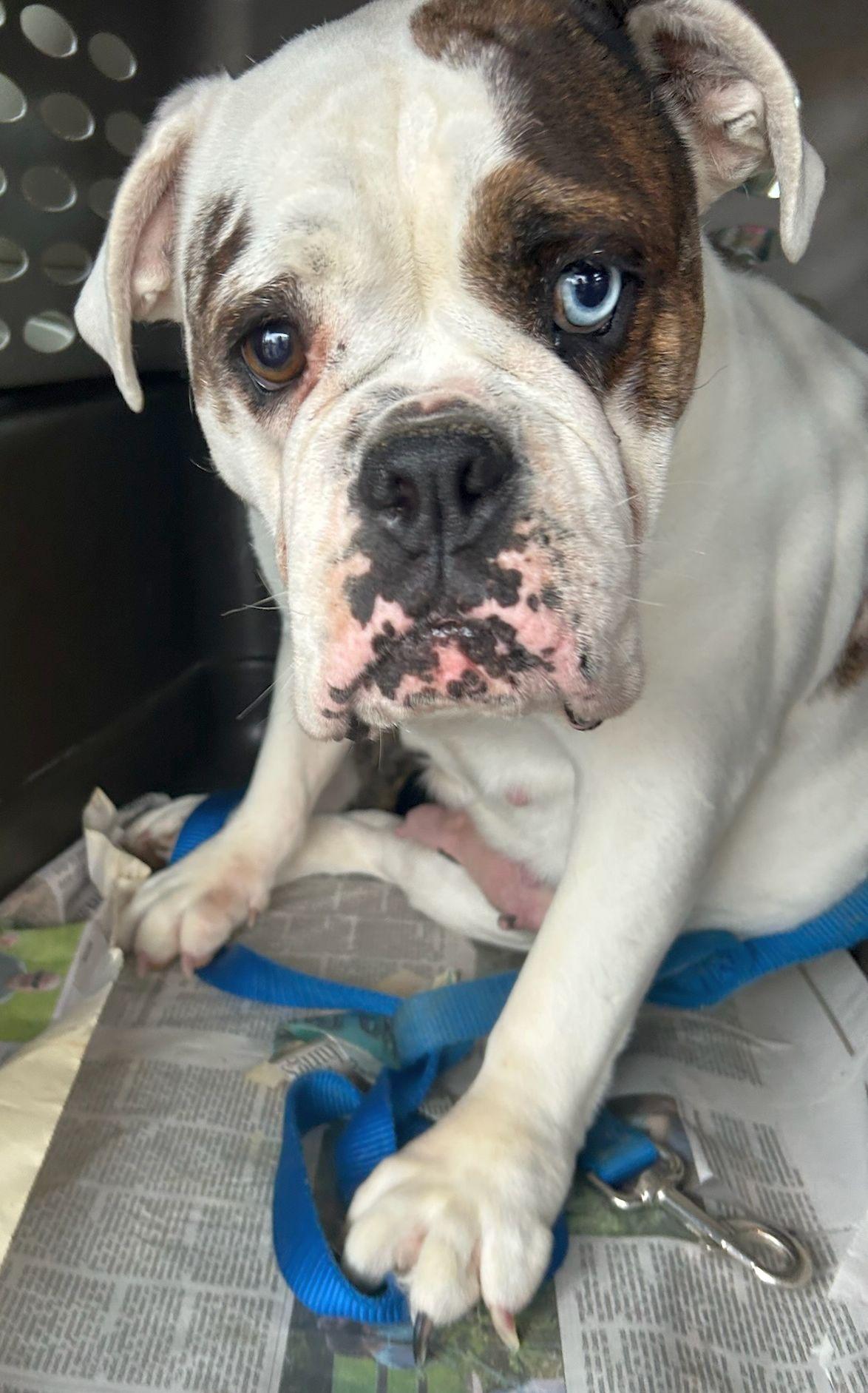 Enlarge COCO (ohiosdrescue@gmail.com), a ADOPTABLE Bulldog in Rossford, OH image 2/5