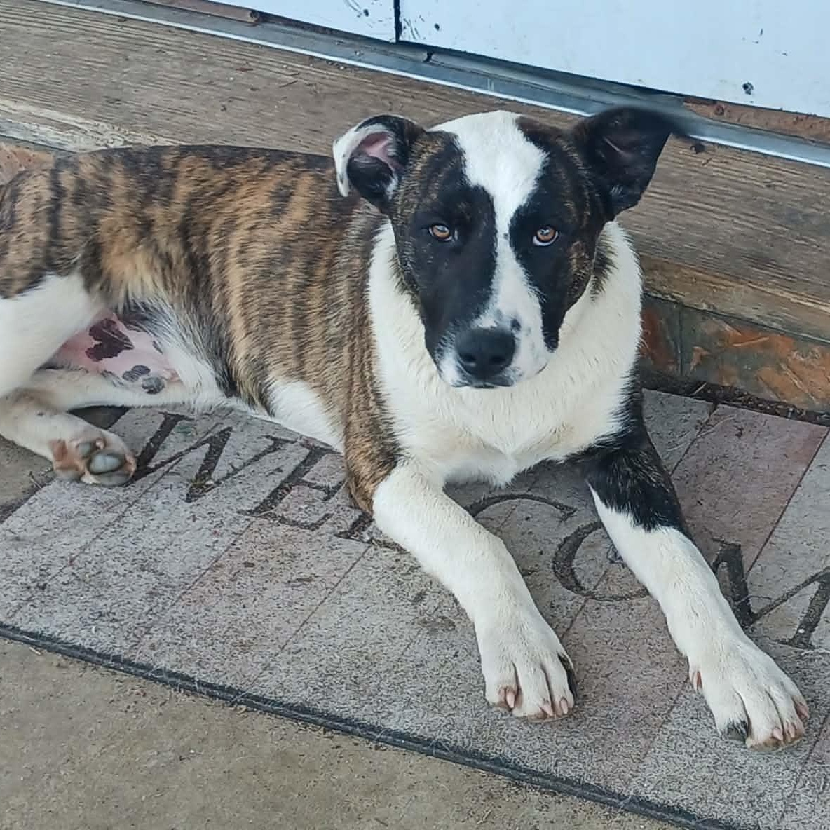 Diesel, a Adoptable mixed breed in Hopkinton, MA image 1/6