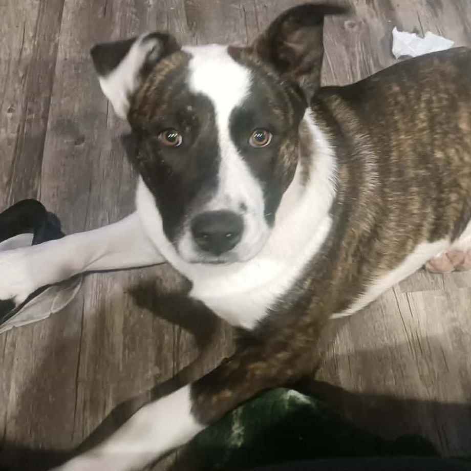 Diesel, a Adoptable mixed breed in Hopkinton, MA image 2/6