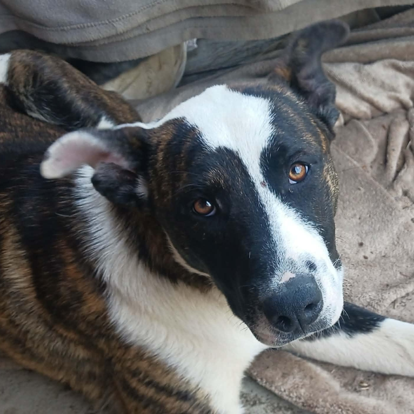 Diesel, a Adoptable mixed breed in Hopkinton, MA image 6/6