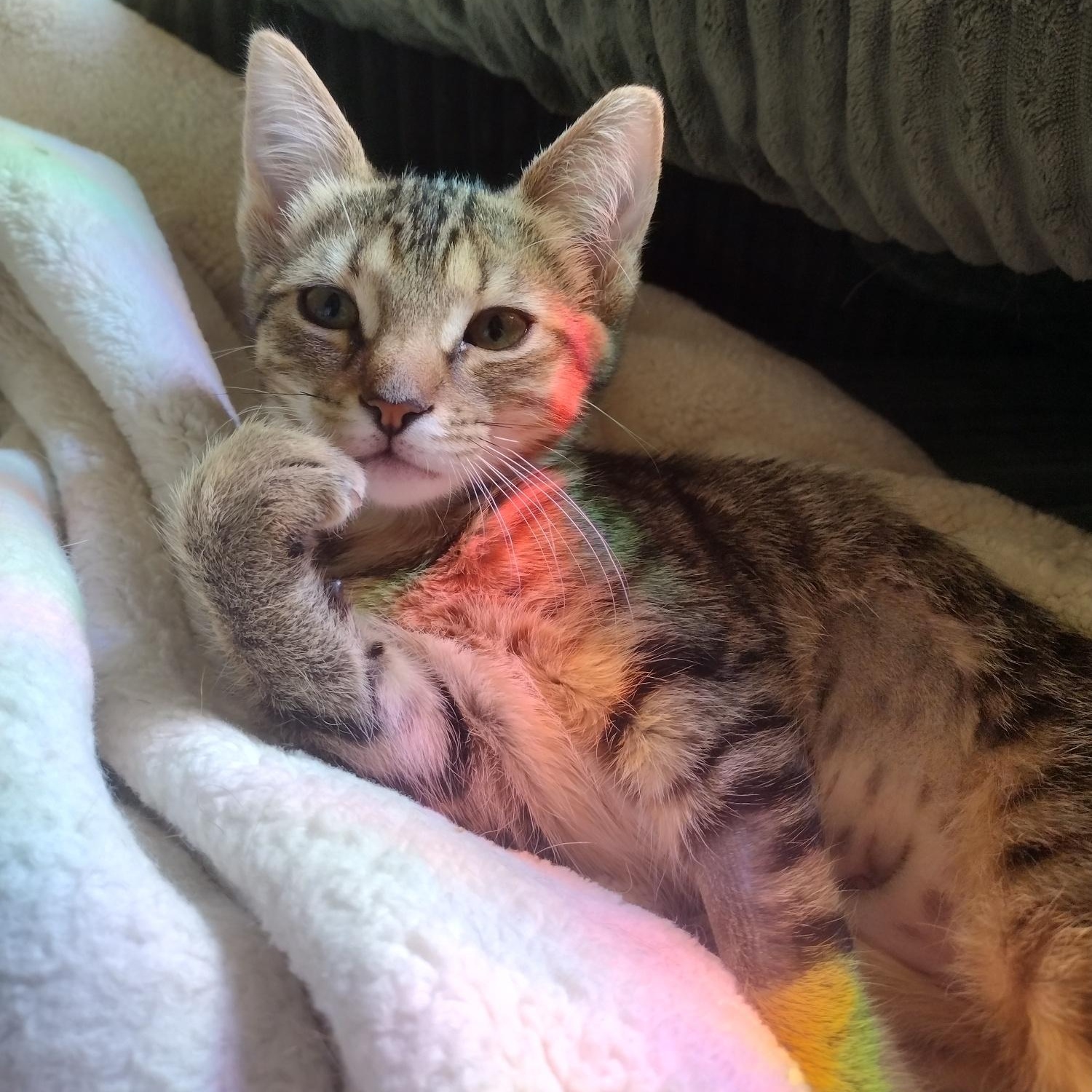 Lady Jane, an adopted Domestic Short Hair in Roanoke, VA image 2/2