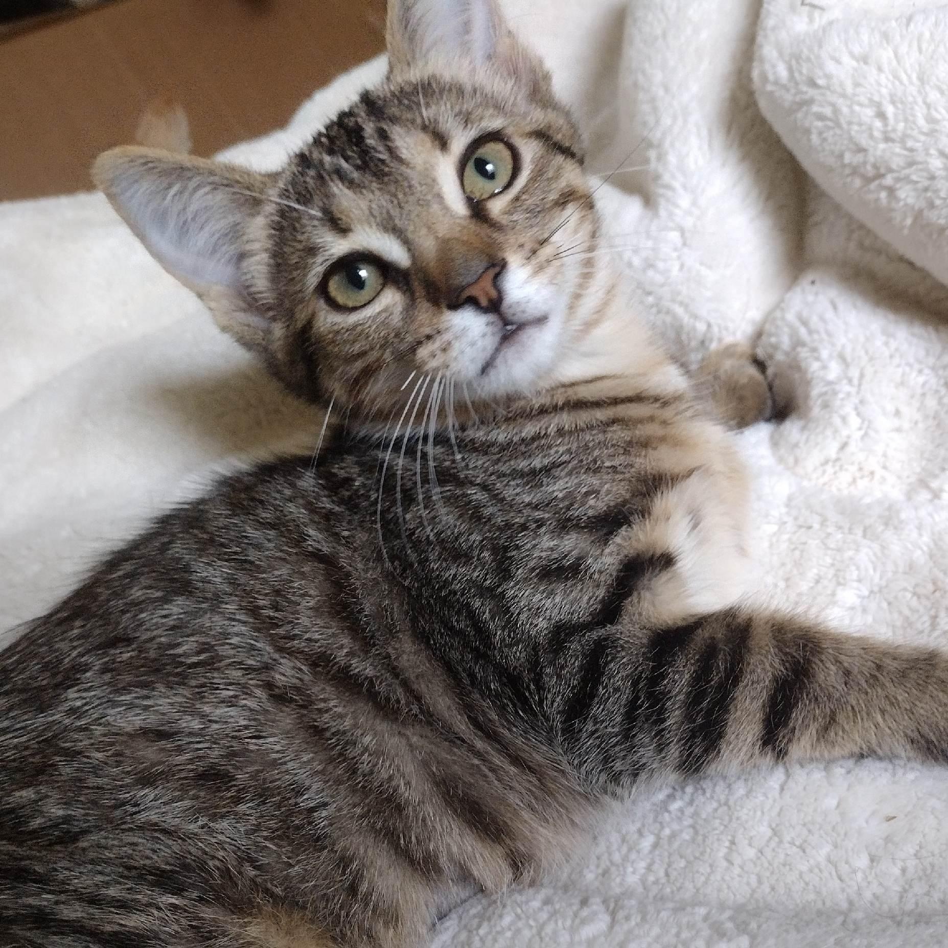 Lady Jane, an adopted Domestic Short Hair in Roanoke, VA image 1/2
