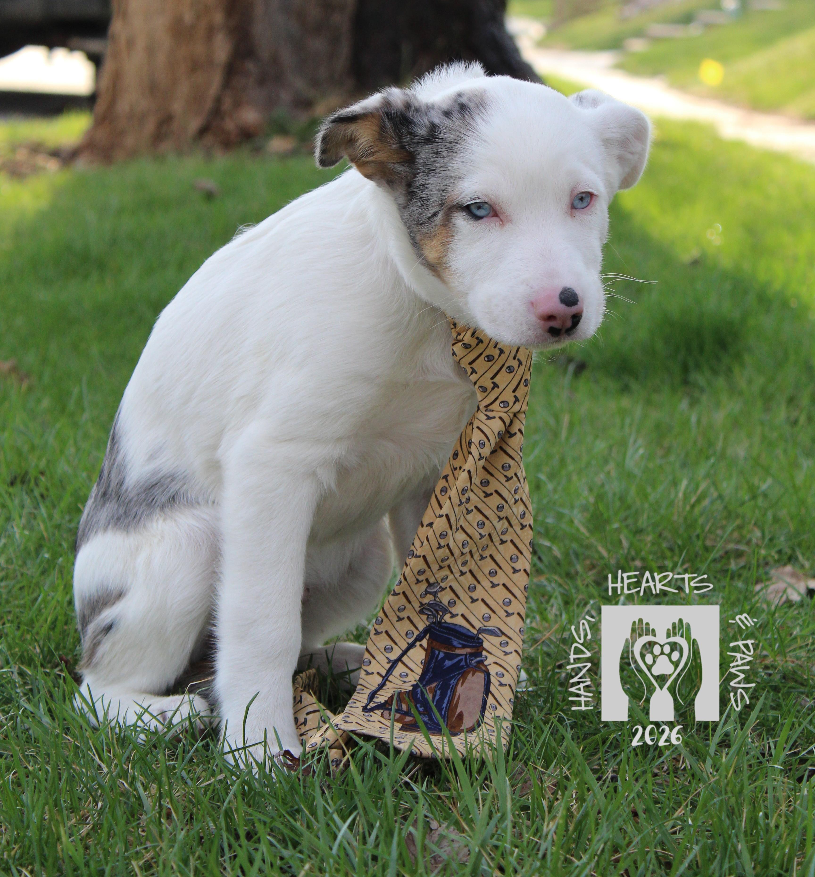 Enlarge Wyatt Earp, a Adoptable mixed breed in Omaha, NE image 6/6