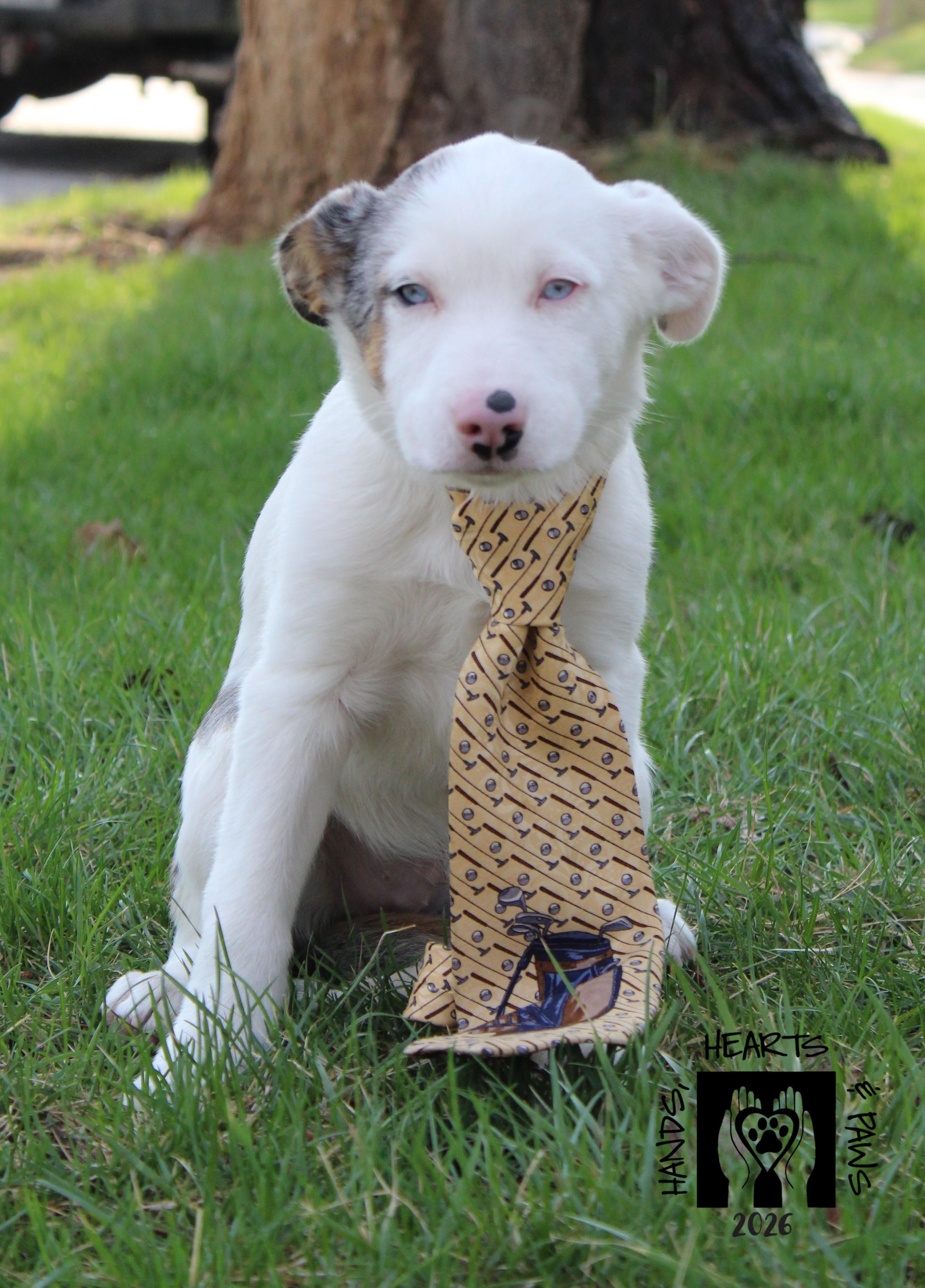 Wyatt Earp, Adoptable, Puppy Male Border Collie & Australian Shepherd.