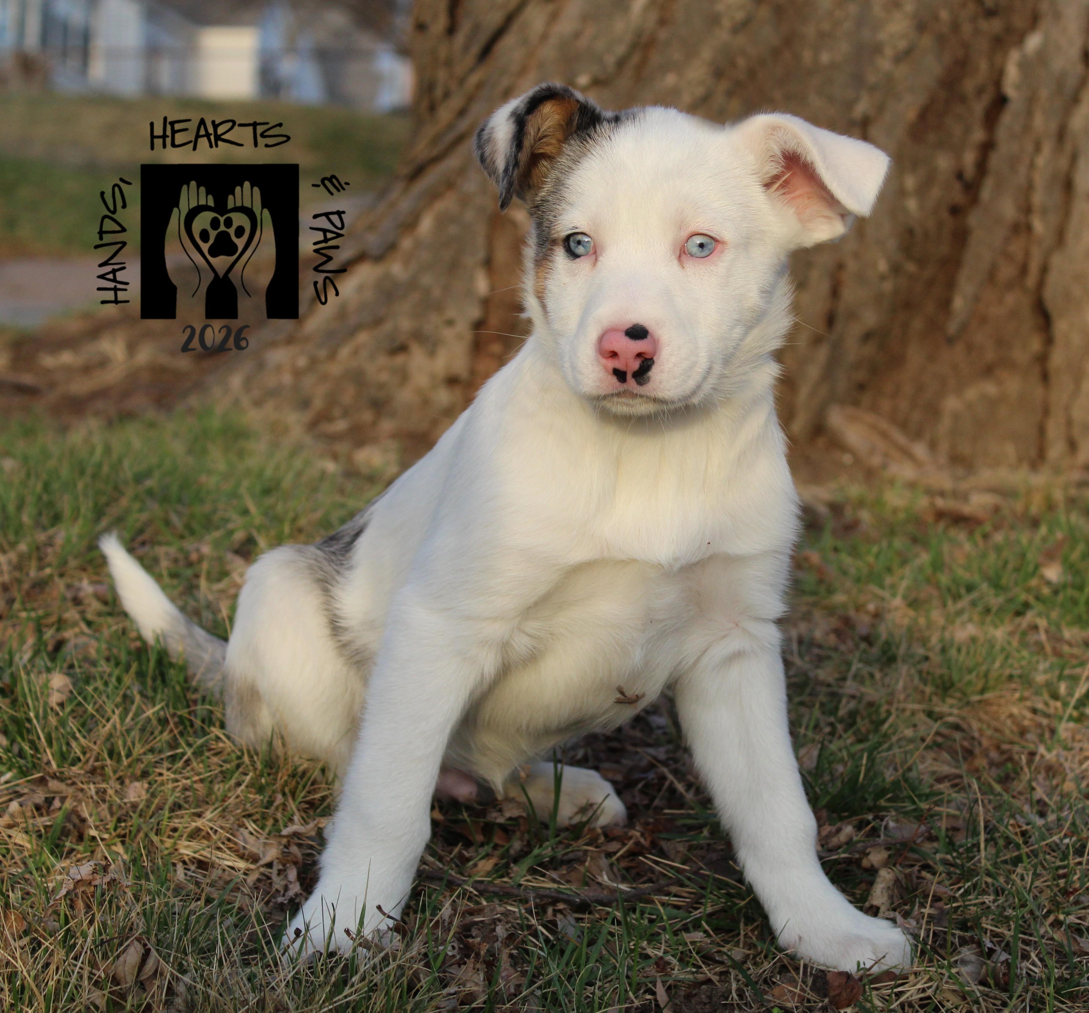 Wyatt Earp, Adoptable, Puppy Male Border Collie & Australian Shepherd.