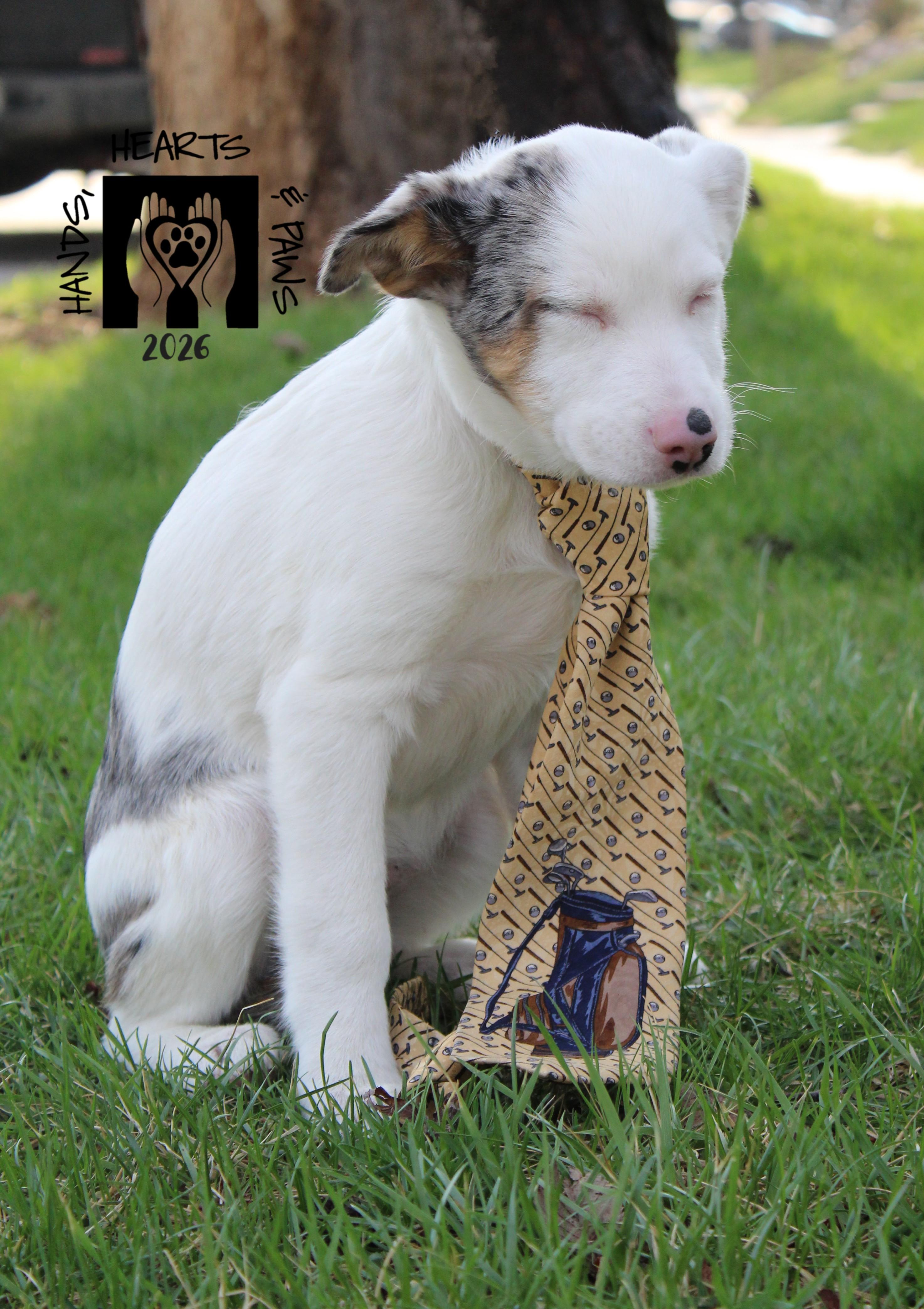 Enlarge Wyatt Earp, a Adoptable mixed breed in Omaha, NE image 5/6