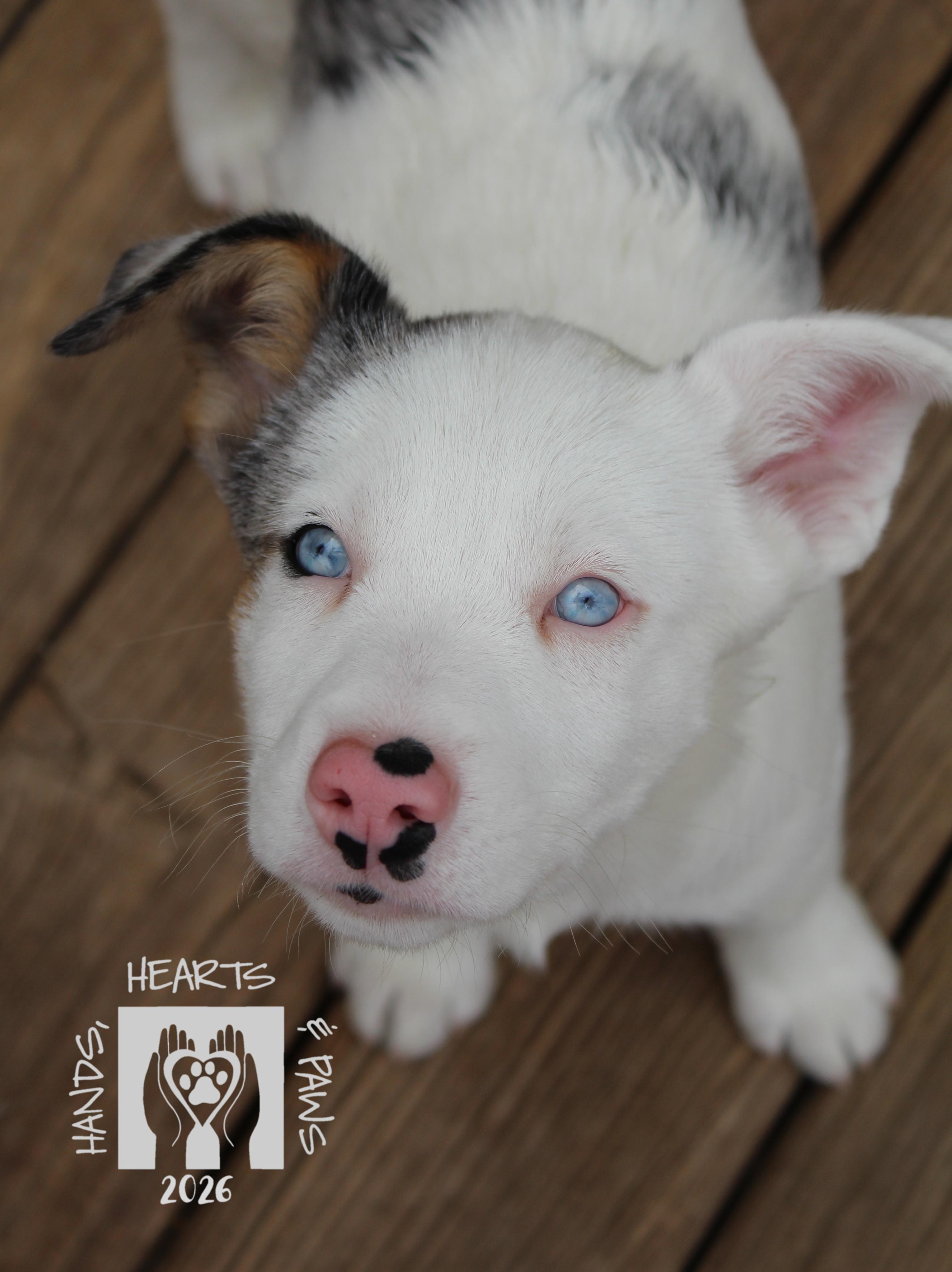Enlarge Wyatt Earp, a Adoptable mixed breed in Omaha, NE image 3/3