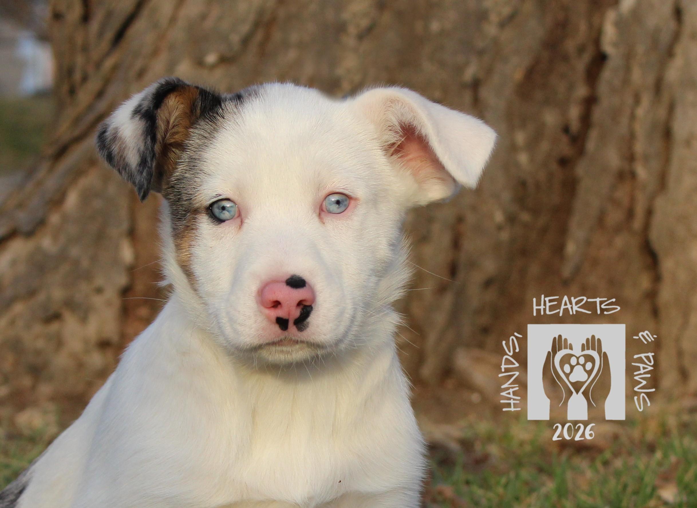 Enlarge Wyatt Earp, a Adoptable mixed breed in Omaha, NE image 2/3