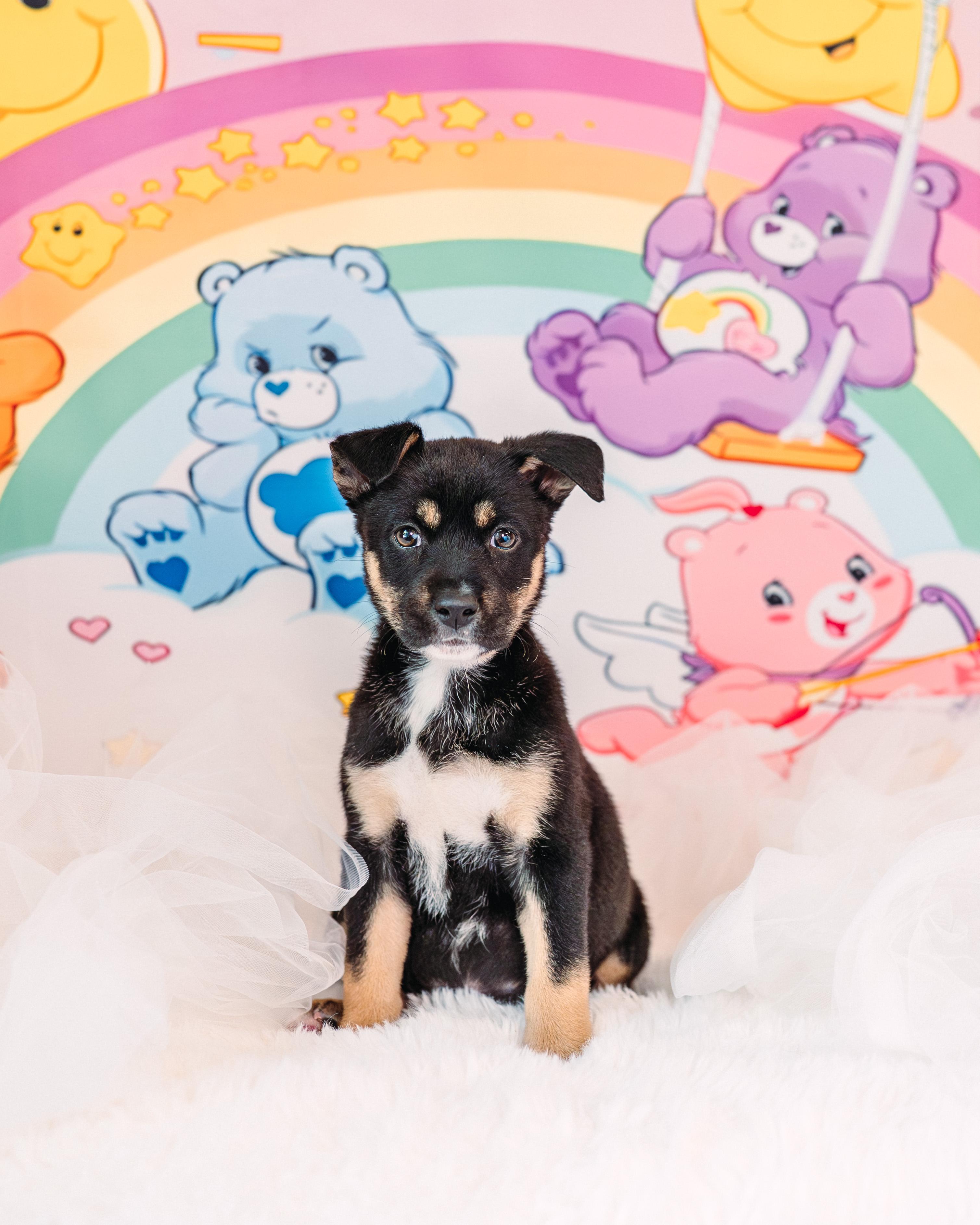 Love-A-Lot, Adoptable, Puppy Female German Shepherd Dog.