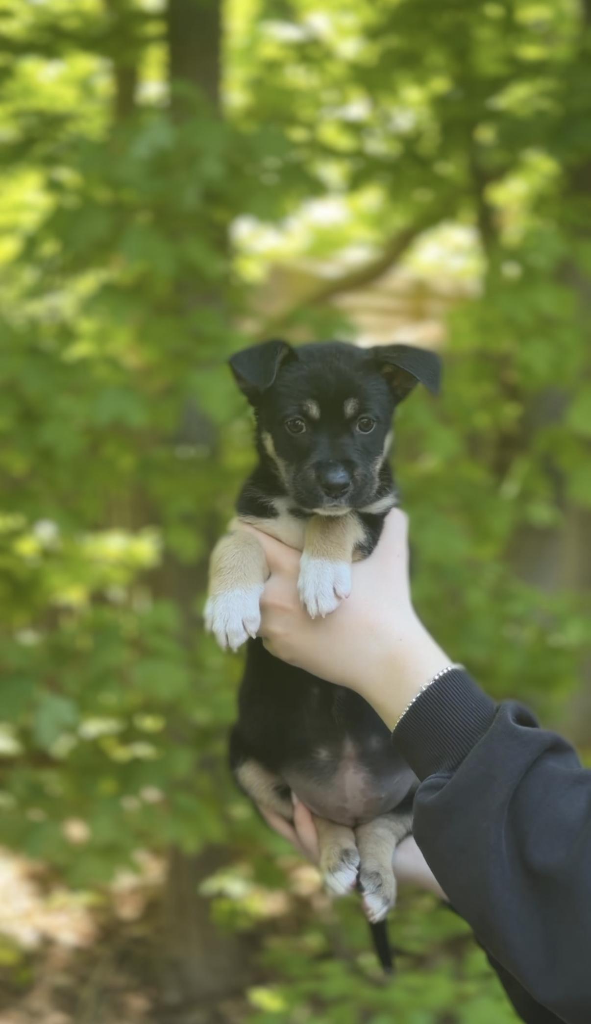Enlarge Love-A-Lot, a Adoptable mixed breed in Avon, CT image 2/3