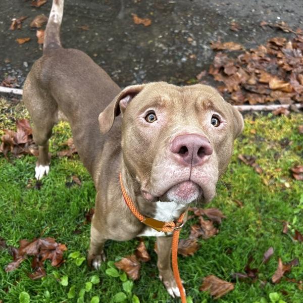 Enlarge Zeus, a Adoptable mixed breed in Oakland, CA image 2/4