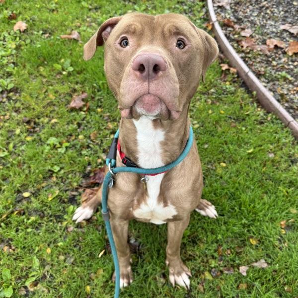 Enlarge Zeus, a Adoptable mixed breed in Oakland, CA image 3/4