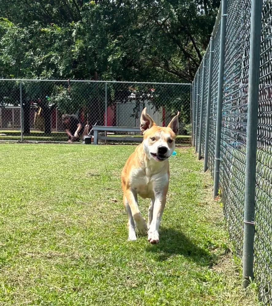 Enlarge Rocket, a Adoptable Pit Bull Terrier in Ada, OK image 1/3