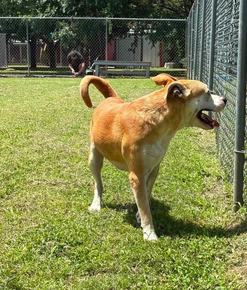 Enlarge Rocket, a Adoptable Pit Bull Terrier in Ada, OK image 2/3