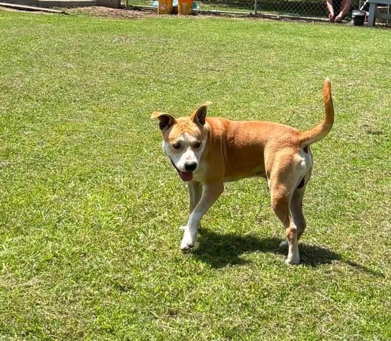 Enlarge Rocket, a Adoptable Pit Bull Terrier in Ada, OK image 3/3