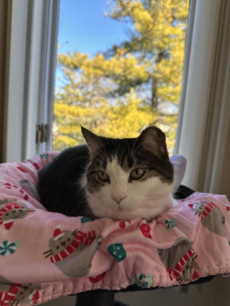 Enlarge Rosalie (25-213 C), a Adoptable Domestic Short Hair in Lansing, MI image 2/5