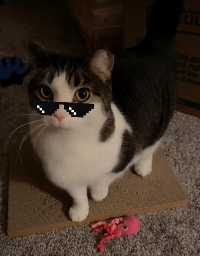 Enlarge Rosalie (25-213 C), a Adoptable Domestic Short Hair in Lansing, MI image 3/5