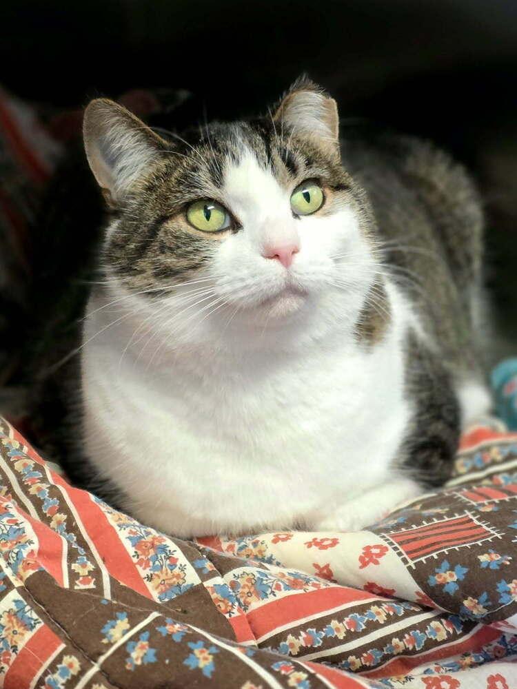 Enlarge Rosalie (25-213 C), a Adoptable Domestic Short Hair in Lansing, MI image 4/5