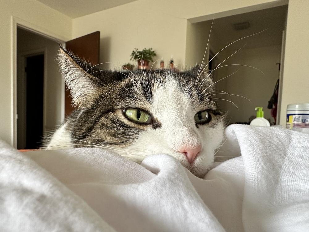 Enlarge Rosalie (25-213 C), a Adoptable Domestic Short Hair in Lansing, MI image 5/5