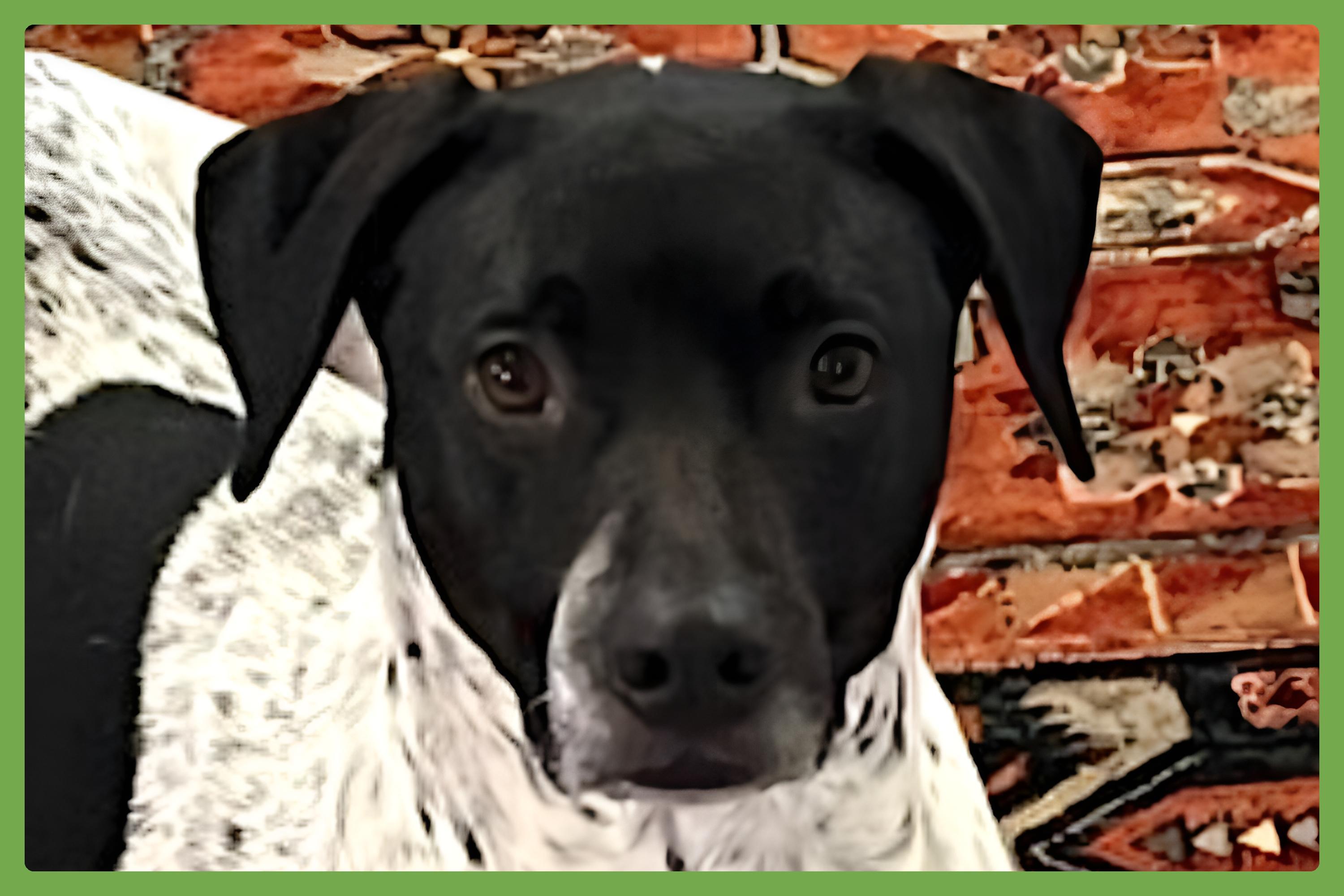 Judo, an adoptable English Pointer, Terrier in Bend, OR, 97701 | Photo Image 1