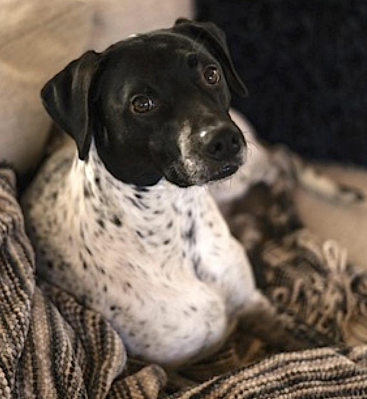 Judo, an adoptable English Pointer, Terrier in Bend, OR, 97701 | Photo Image 4