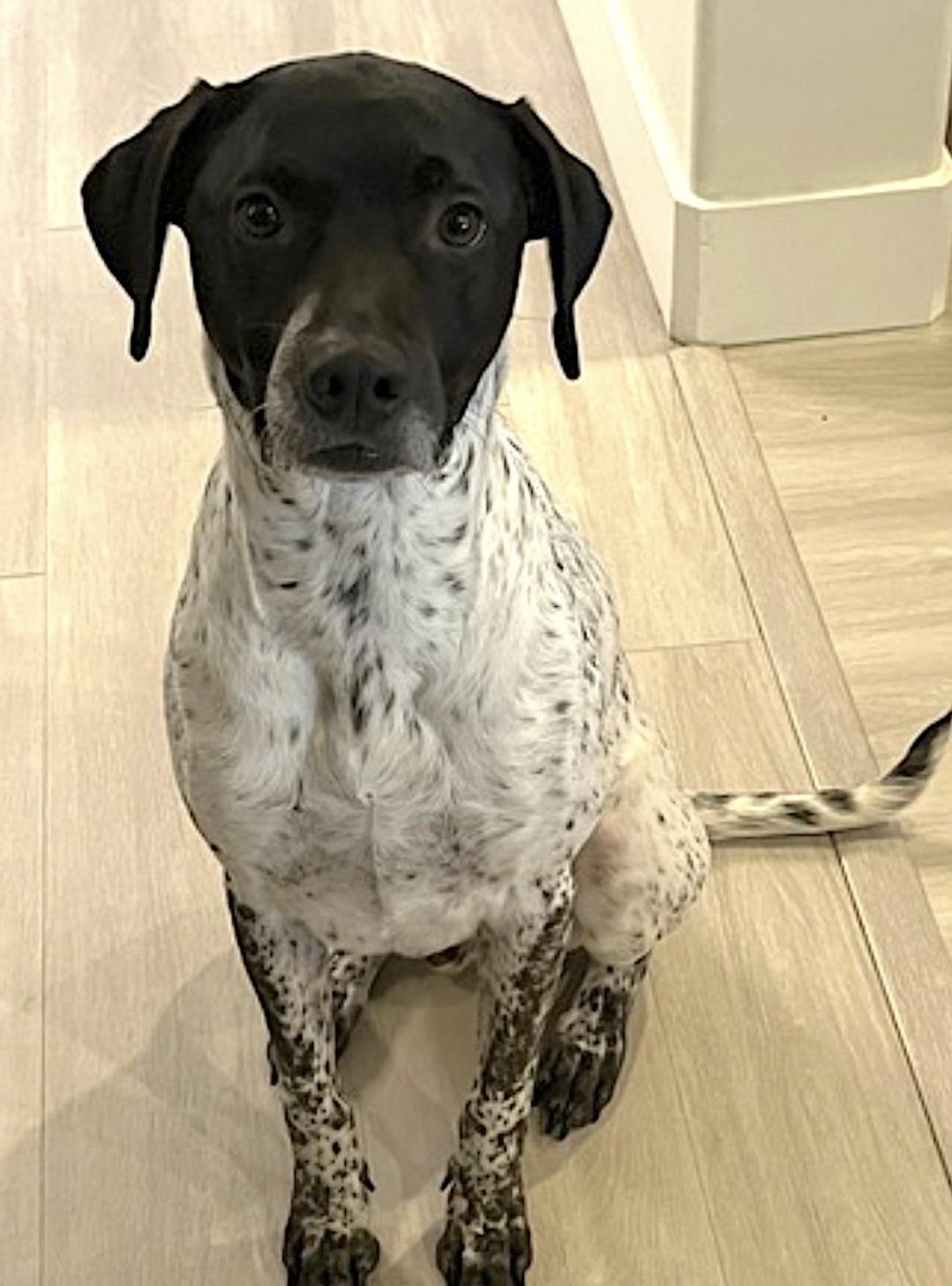 Judo, an adoptable English Pointer, Terrier in Bend, OR, 97701 | Photo Image 2