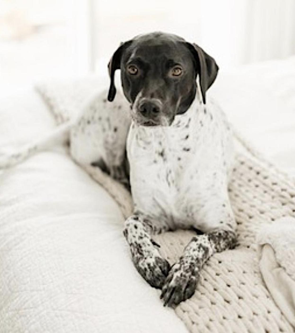 Judo, an adoptable English Pointer, Terrier in Bend, OR, 97701 | Photo Image 5