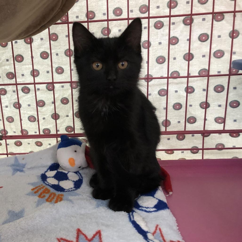 Enlarge Drake, a Adoptable Domestic Short Hair in Monroe, MI image 1/2