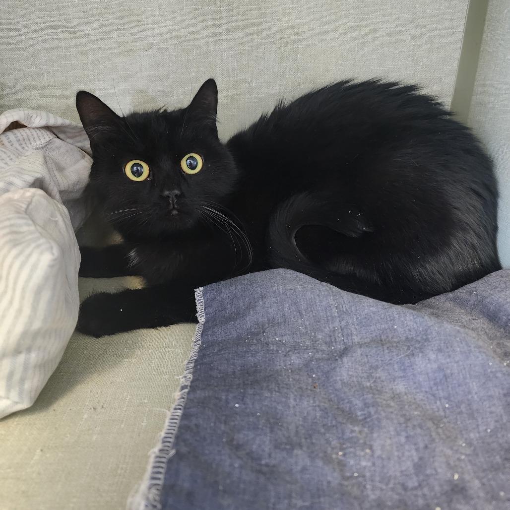 Enlarge Drake, a Adoptable Domestic Short Hair in Monroe, MI image 2/2