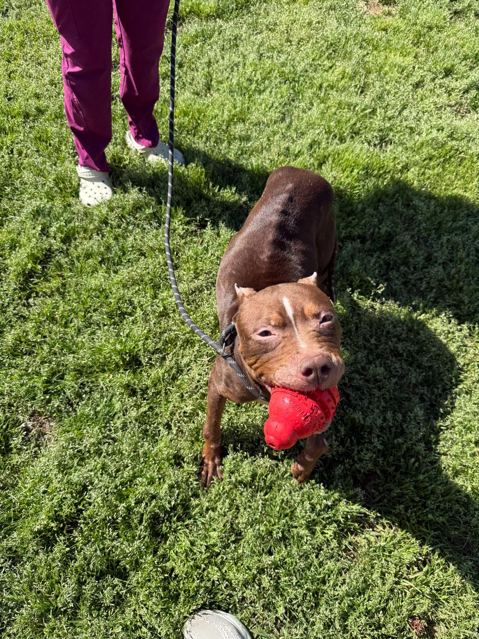 Enlarge Let's Get Real for a Minute...... (Willow), a Adoptable mixed breed in Harrisonburg, VA image 5/5