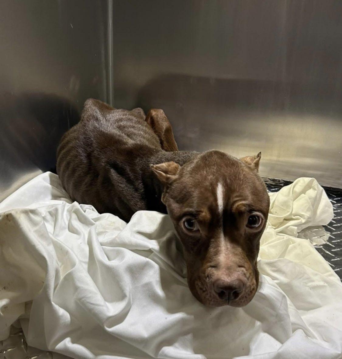 Enlarge Let's Get Real for a Minute...... (Willow), a Adoptable mixed breed in Harrisonburg, VA image 3/5