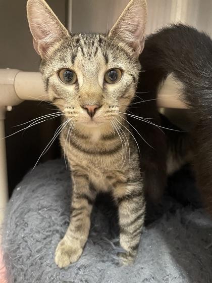 Crackers (with Olives)