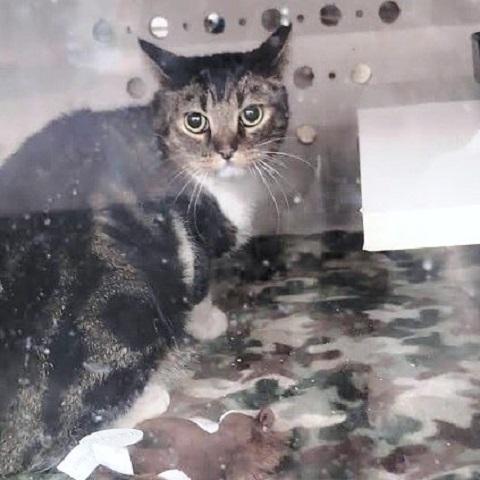 Gummie, a ADOPTABLE Tabby in Salt Lake City, UT image 2/3