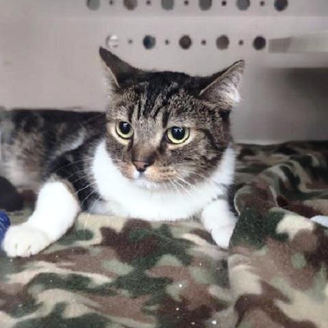 Gummie, a ADOPTABLE Tabby in Salt Lake City, UT image 3/3