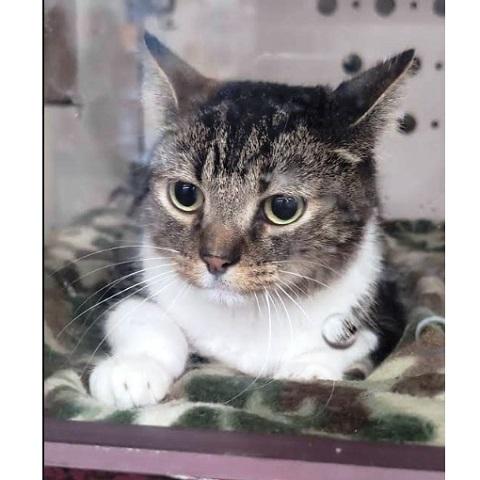 Gummie, ADOPTABLE, Adult Male Tabby.