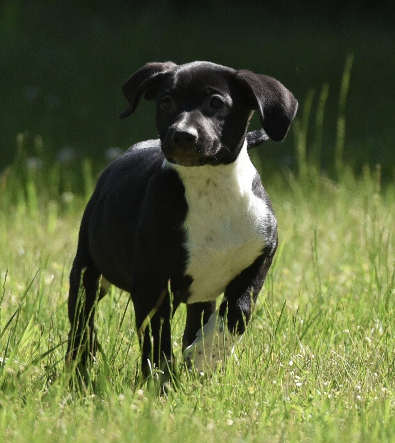 Enlarge Oakley, a Adoptable mixed breed in Mechanicsburg, PA image 1/3