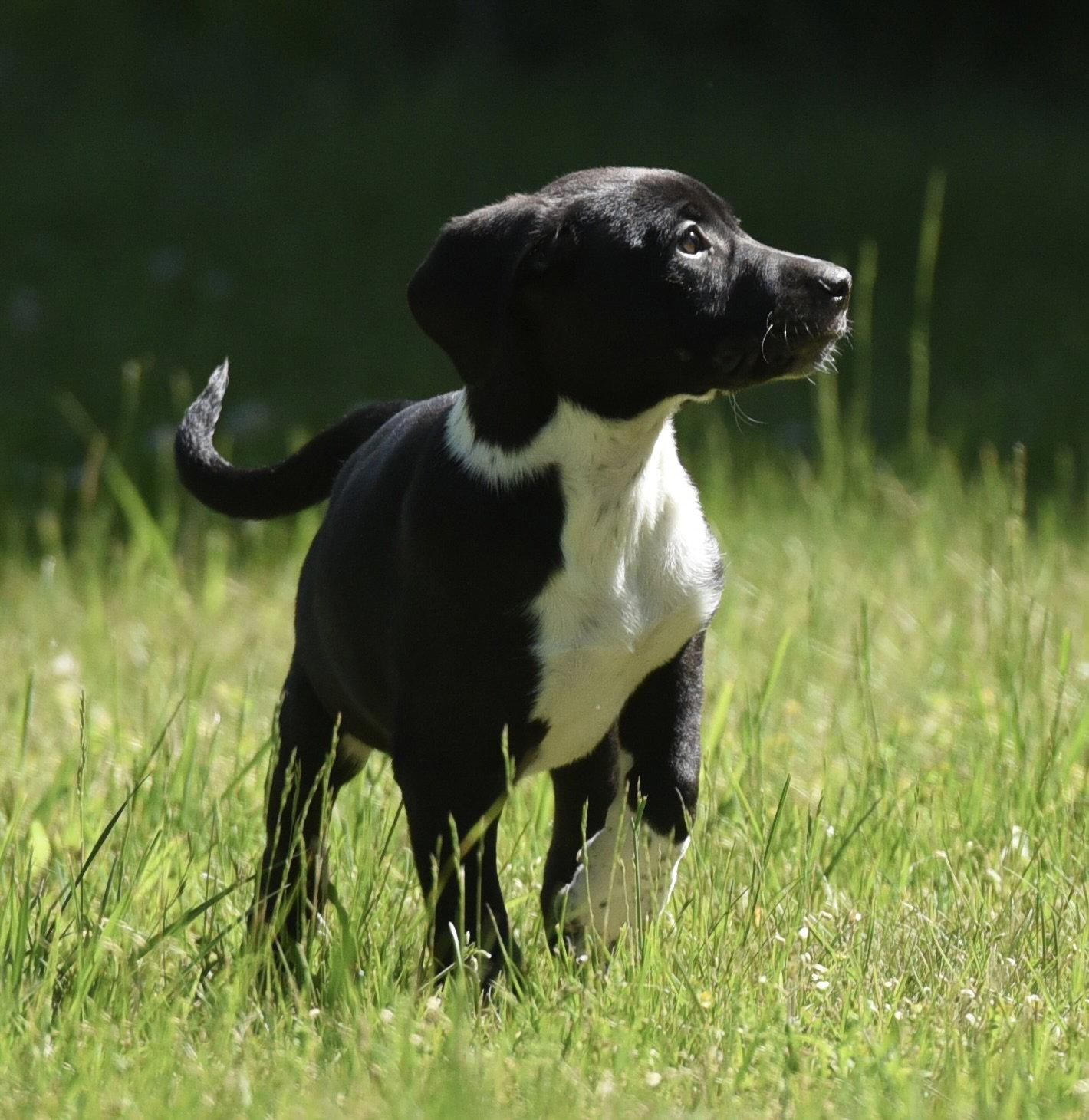 Enlarge Oakley, a Adoptable mixed breed in Mechanicsburg, PA image 2/3