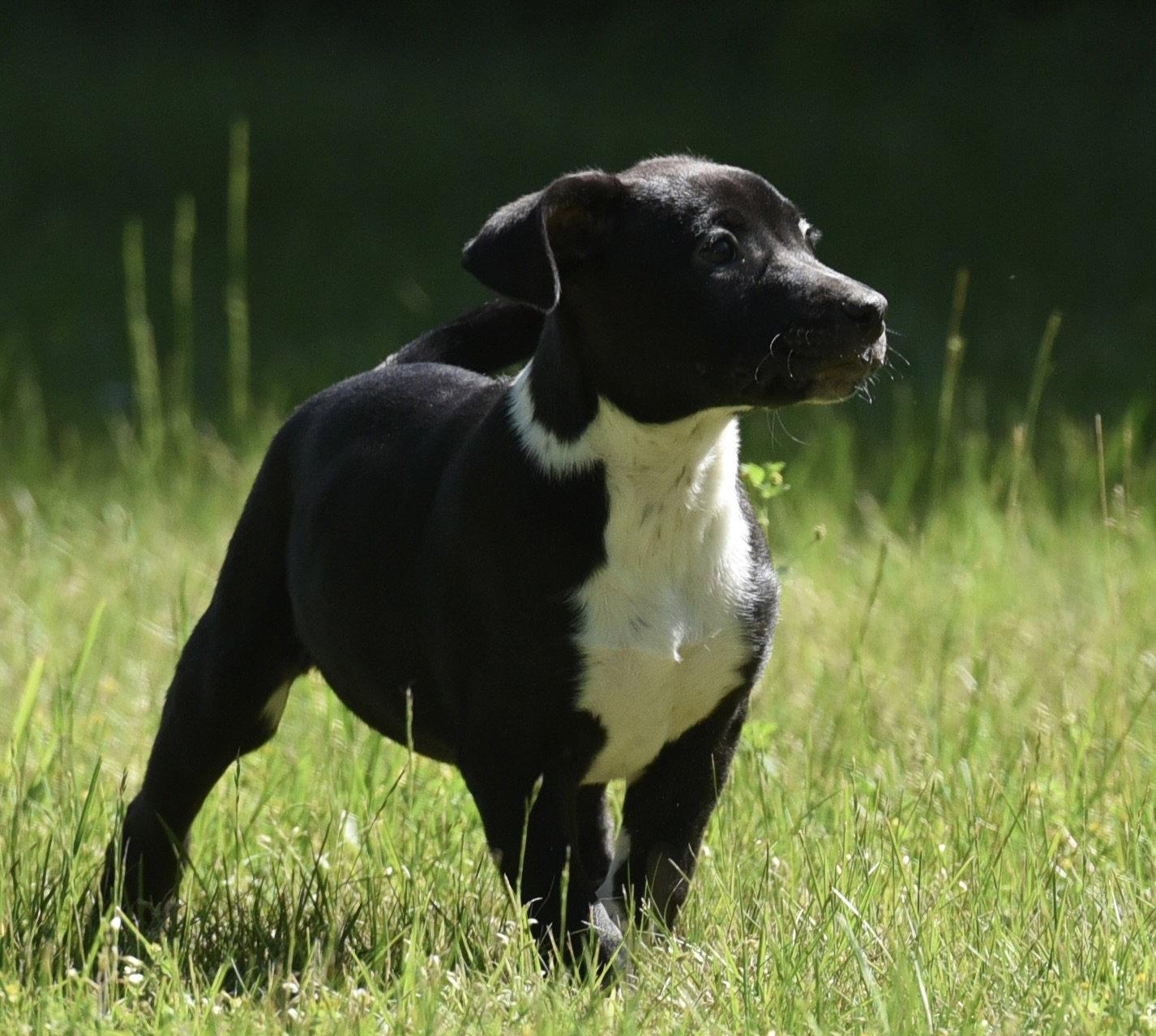 Enlarge Oakley, a Adoptable mixed breed in Mechanicsburg, PA image 3/3