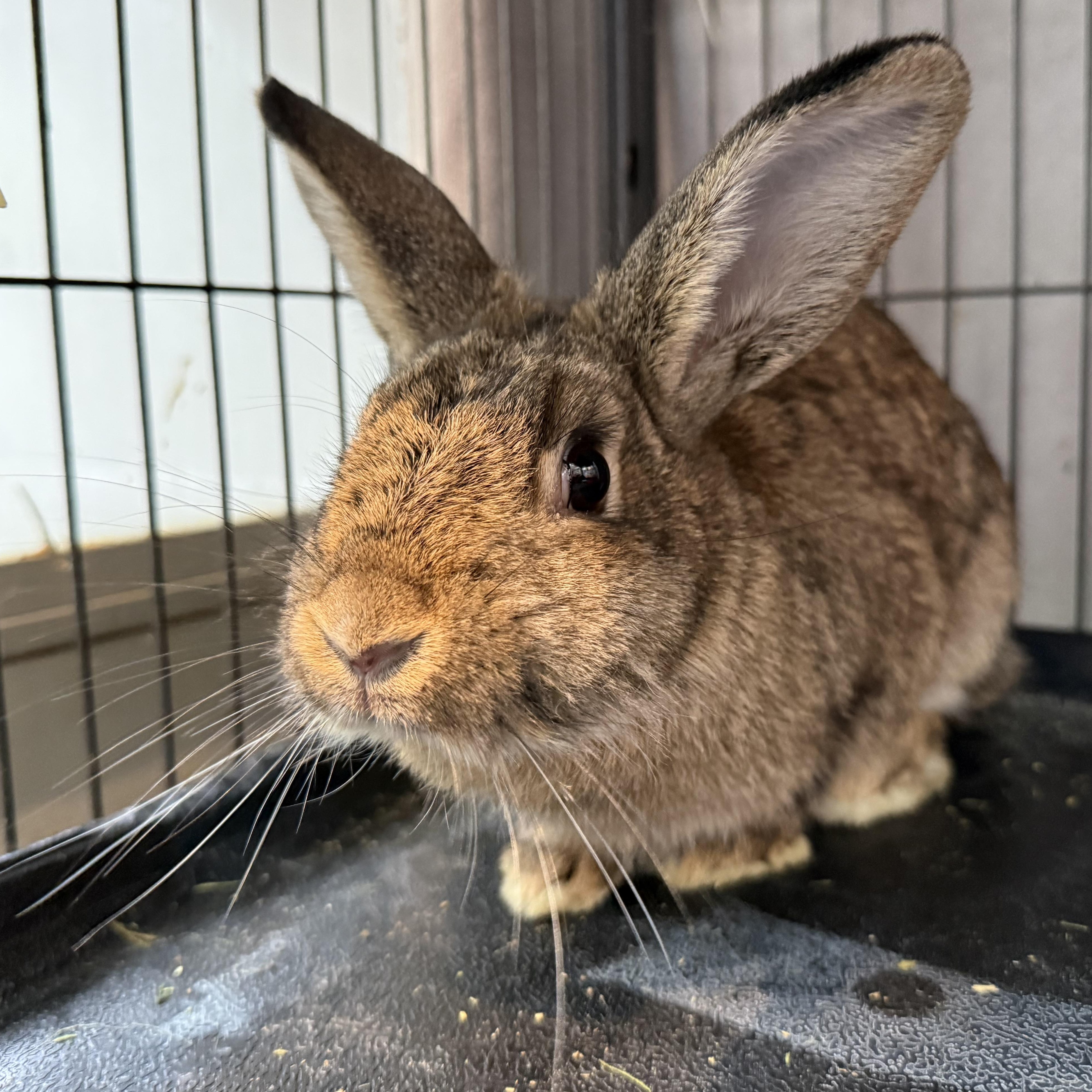 Enlarge Ember, a Adoptable mixed breed in West Milford, NJ image 4/4