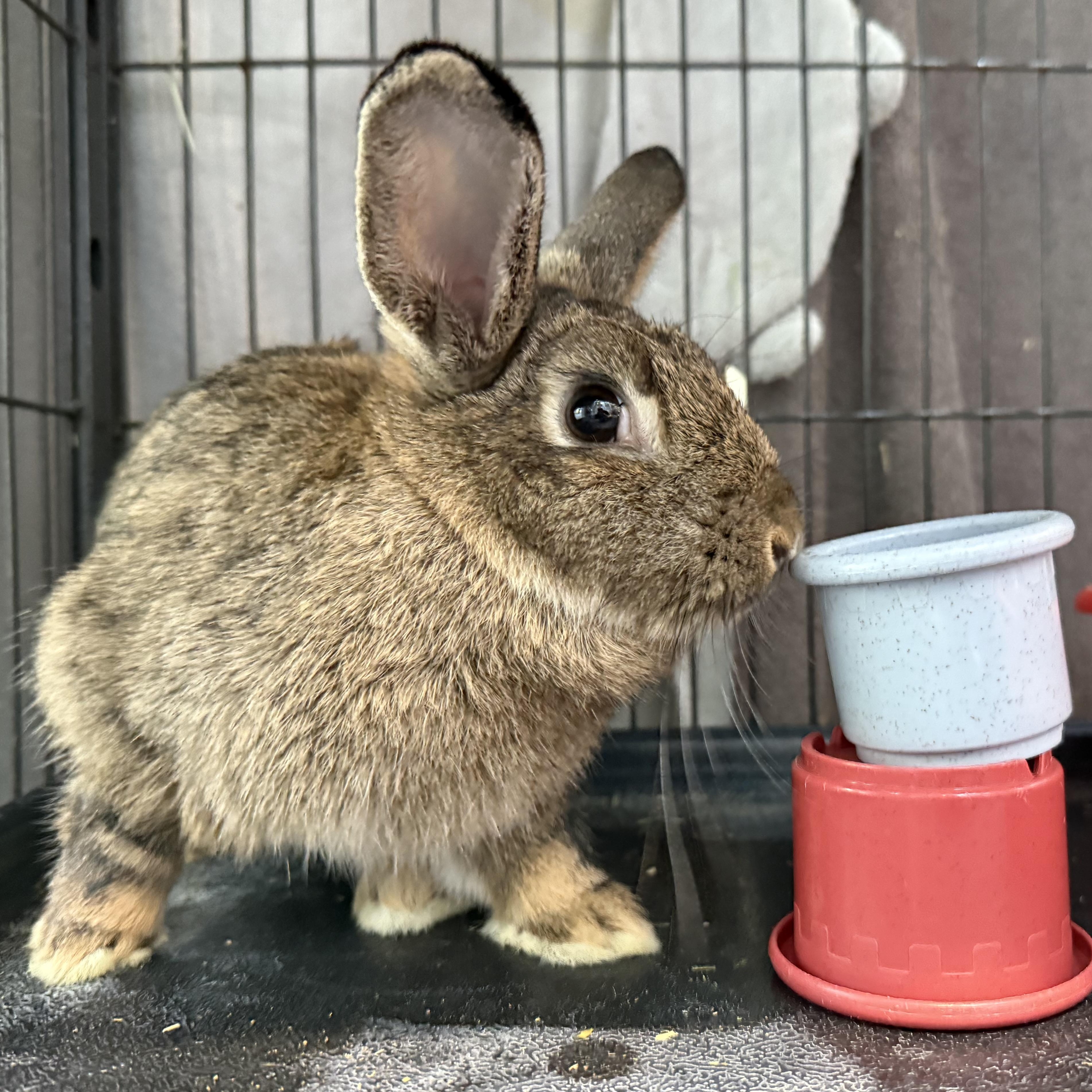 Ember, Adoptable, Young Female Bunny Rabbit.