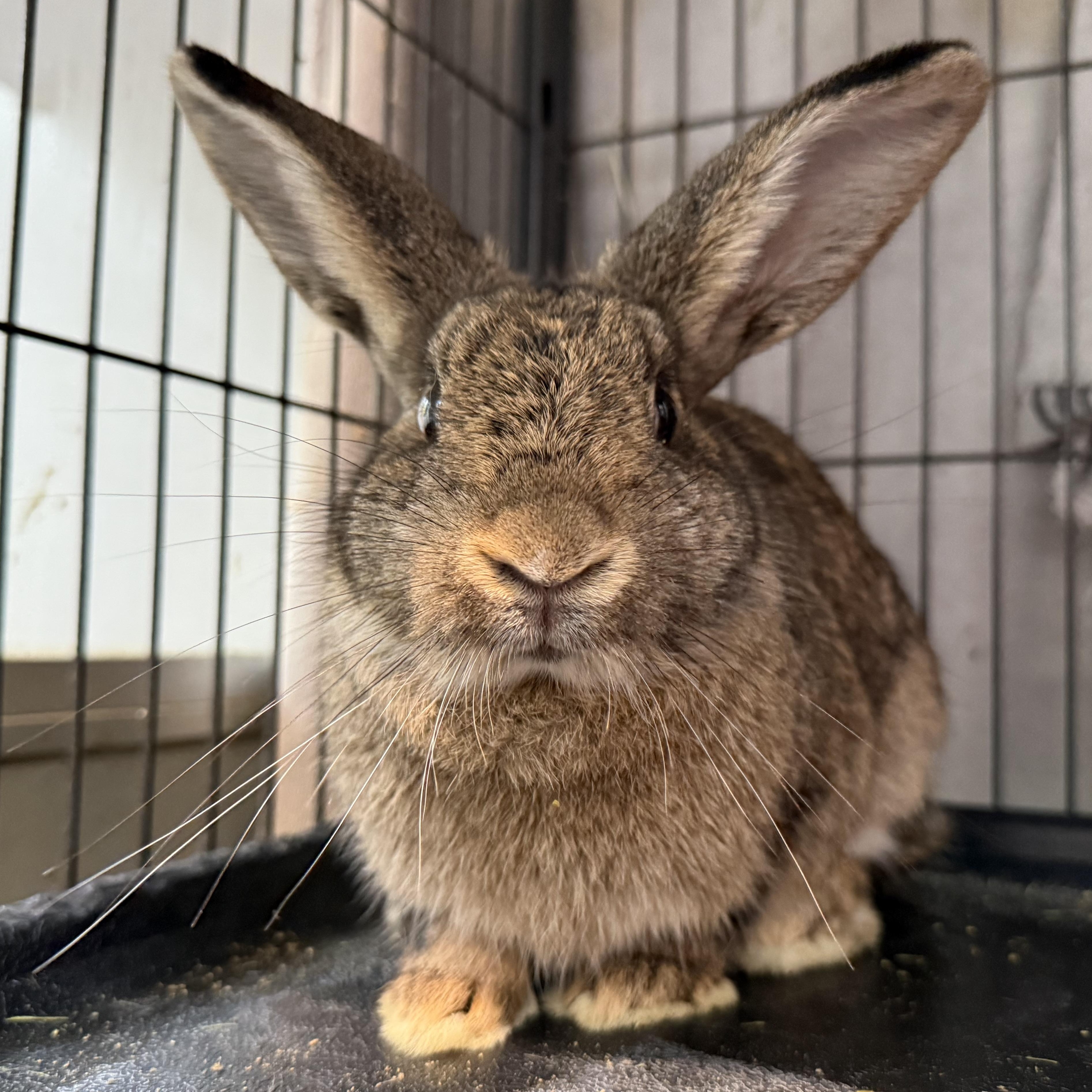 Enlarge Ember, a Adoptable mixed breed in West Milford, NJ image 2/4