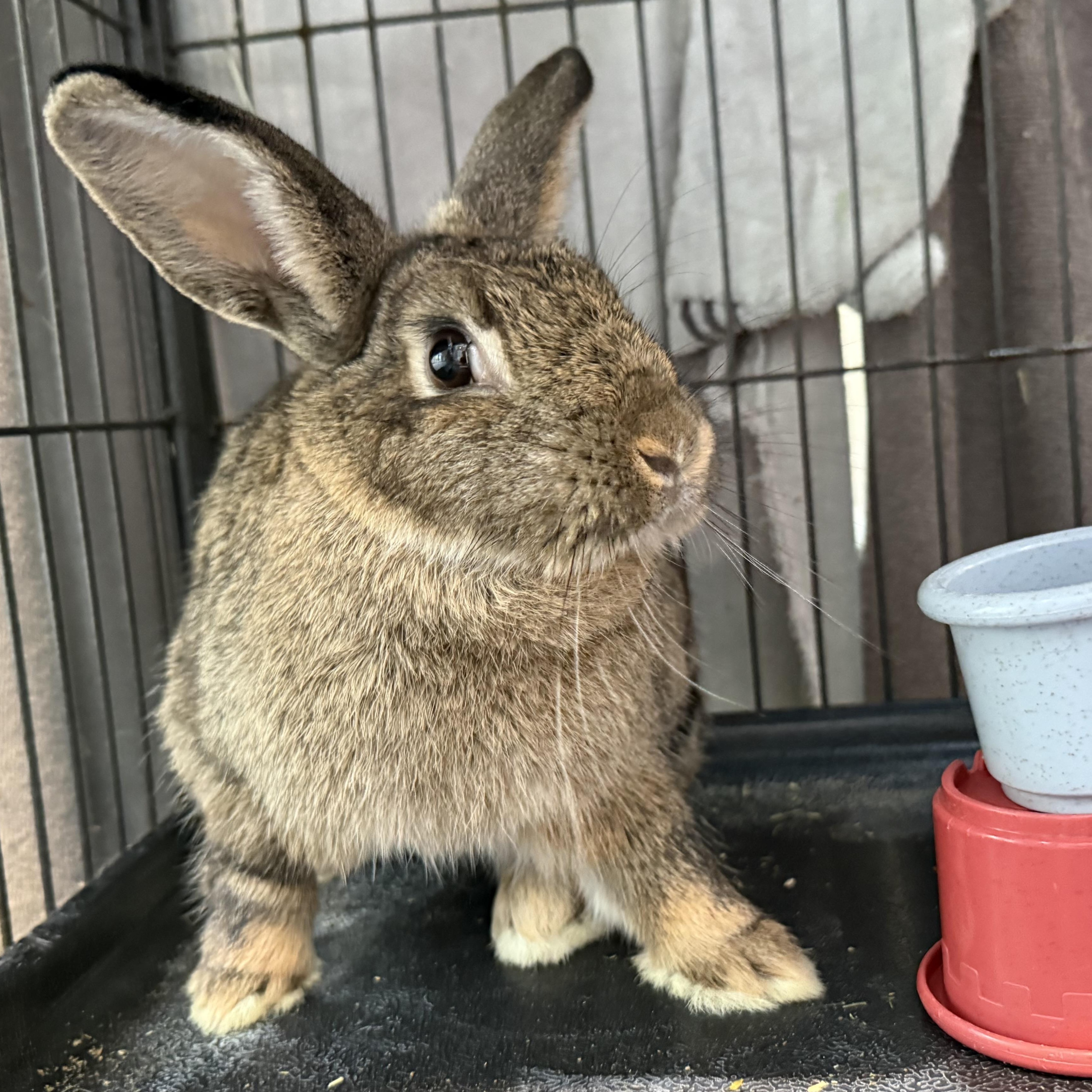 Enlarge Ember, a Adoptable mixed breed in West Milford, NJ image 3/4