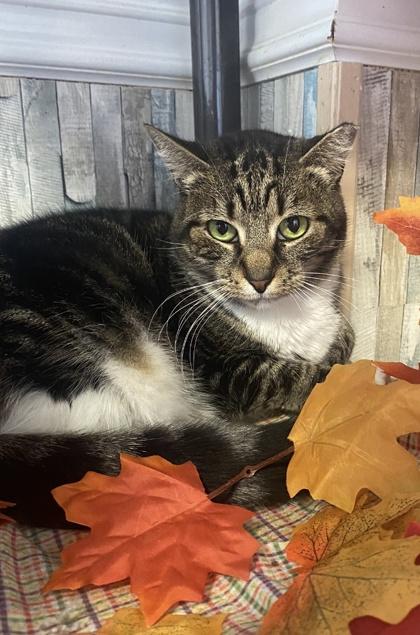 Enlarge Sad Eyes Samantha, a Adoptable Domestic Short Hair in Wantagh, NY image 2/3