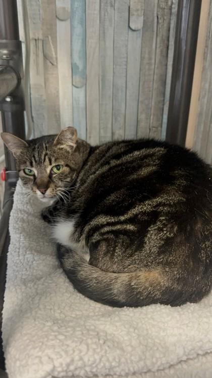 Sad Eyes Samantha, a Adoptable Domestic Short Hair in Wantagh, NY image 1/2