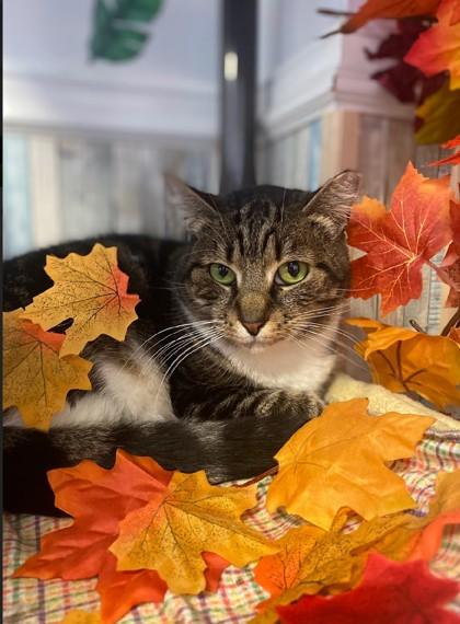 Sad Eyes Samantha, a Adoptable Domestic Short Hair in Wantagh, NY image 2/2